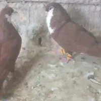 کفتر کراواتی سرخ نر