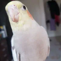 عروس هلندی نر