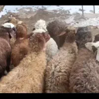 ۱۰عددبره ماده هموفروشی