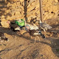 بوقلمون ماده محلی و جوجه۵ماهه|حیوانات مزرعه|سارال, |دیوار