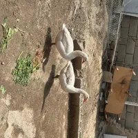 غاز