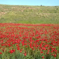 فروش زمین کشاورزی