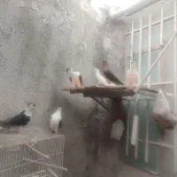 کبوتر و قفس|حیوانات|مشهد, فرخد|دیوار