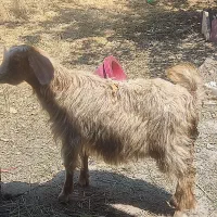 بزغاله