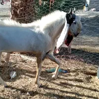 نربز گلابی اصل درجه یک پرشور|حیوانات مزرعه|جیرفت, |دیوار