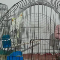 عروس هلندی|پرنده|تهران, هلال احمر|دیوار