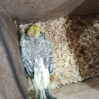 عروس هلندی