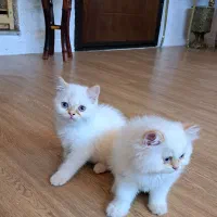 تعداد۶ عدد بچه گربه نر و ماده