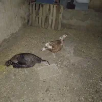 ی جفت بوقلمون ماده