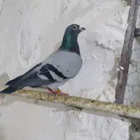 کبوتر ها اردبیل هستن|پرنده|کرج, فاز ۴ مهرشهر|دیوار