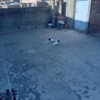 کبوتر طوقی ماده