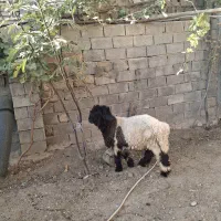 بره کله زنگی|حیوانات مزرعه|صمصامی, |دیوار