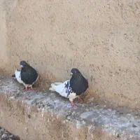 تعداد کبوتر فروشی سفید سیاه کله ای پشدار سبز|پرنده|میاندوآب, |دیوار