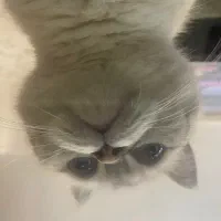 فروش گربه شناسنامه دار