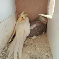 جوجه عروس هلندی طوطی