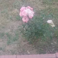 طبیعت گردی