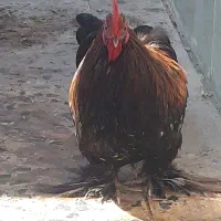 خروس پا پر زینتی