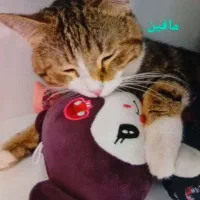 واگذاری گربه رایگان