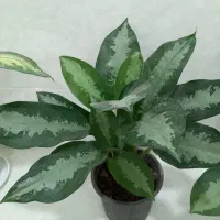 لباس سبزها خوشگل