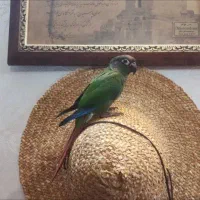 گرینچیک سخنگو