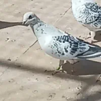 کبوتر شامی گمشده