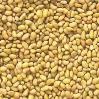 بذر یونجه درجه یک .۷ ساله