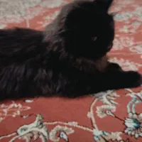 جفت زدن گربه