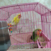 جوجه برزیلی