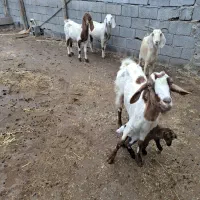 بز هل دورگ پاکستانی