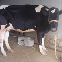 گاو گوساله ماده هولشتاین