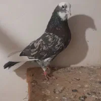 کبوتر  پرشی|پرنده|نهاوند, |دیوار