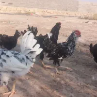 خروس گلین|حیوانات مزرعه|بندر گناوه, |دیوار