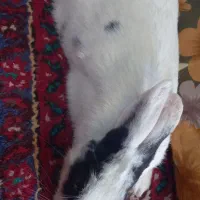 خرگوش|موش و خرگوش|همدان, |دیوار