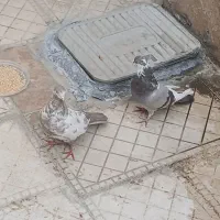 معاوضه با کفتر جفت