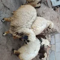 ۳ بره نر بزرگ و پروار..|حیوانات مزرعه|دهدشت, |دیوار