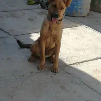 سگ ژرمن مالینویز|سگ|شیراز, بید زرد|دیوار