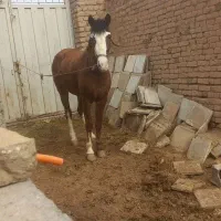 کره اسب مادیان