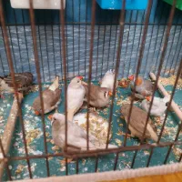 تعدادی فنچ نر و ماده سایز اورژینال درشت