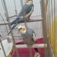 عروس هلندی سخنگو
