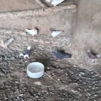 کبوتر ۵۰ عدد کبوتر برا فروش