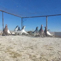 کفتر یا کبوتر|پرنده|شیراز, شهرک گلستان|دیوار