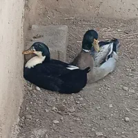 اردک نرو ماده