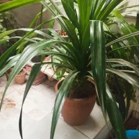 گل پاندانوس