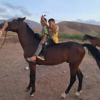 اسب  کهر  پر خون|اسب و تجهیزات اسبسواری|مرند, |دیوار