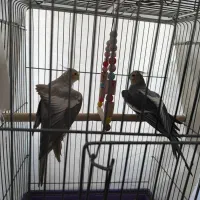 یه جفت عروس هلندی مولد