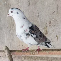 کفتر کبوتر گرفتنی سرور چاپی کاکلی پاپر شازده سرور|پرنده|تهران, دولاب|دیوار