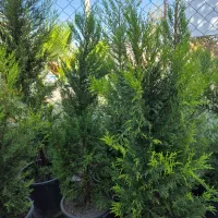 درخت سرو لاوسون *گلخانه من*|گل و گیاه طبیعی|بیرجند, |دیوار