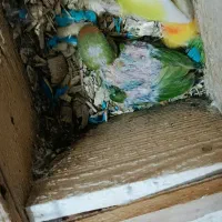 کوتوله اوپال و عروس زیبا|پرنده|رشت, پاره بیجار|دیوار