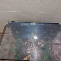 اگواریوم شرکتی|ماهی|شیراز, آزادگان|دیوار