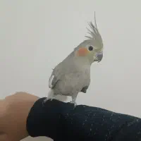 عروس هلندی ماده  مست